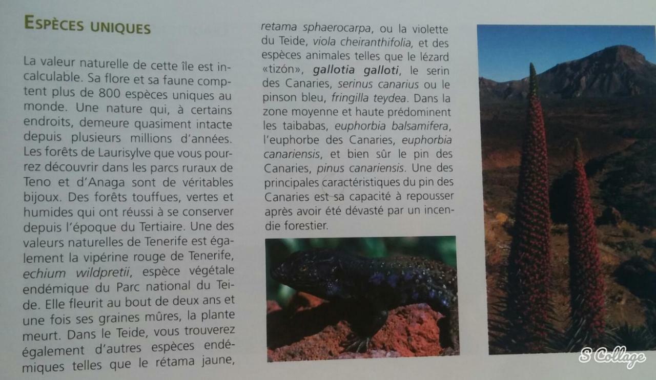 Finca Dulce Maikel Granadilla De Abona Εξωτερικό φωτογραφία