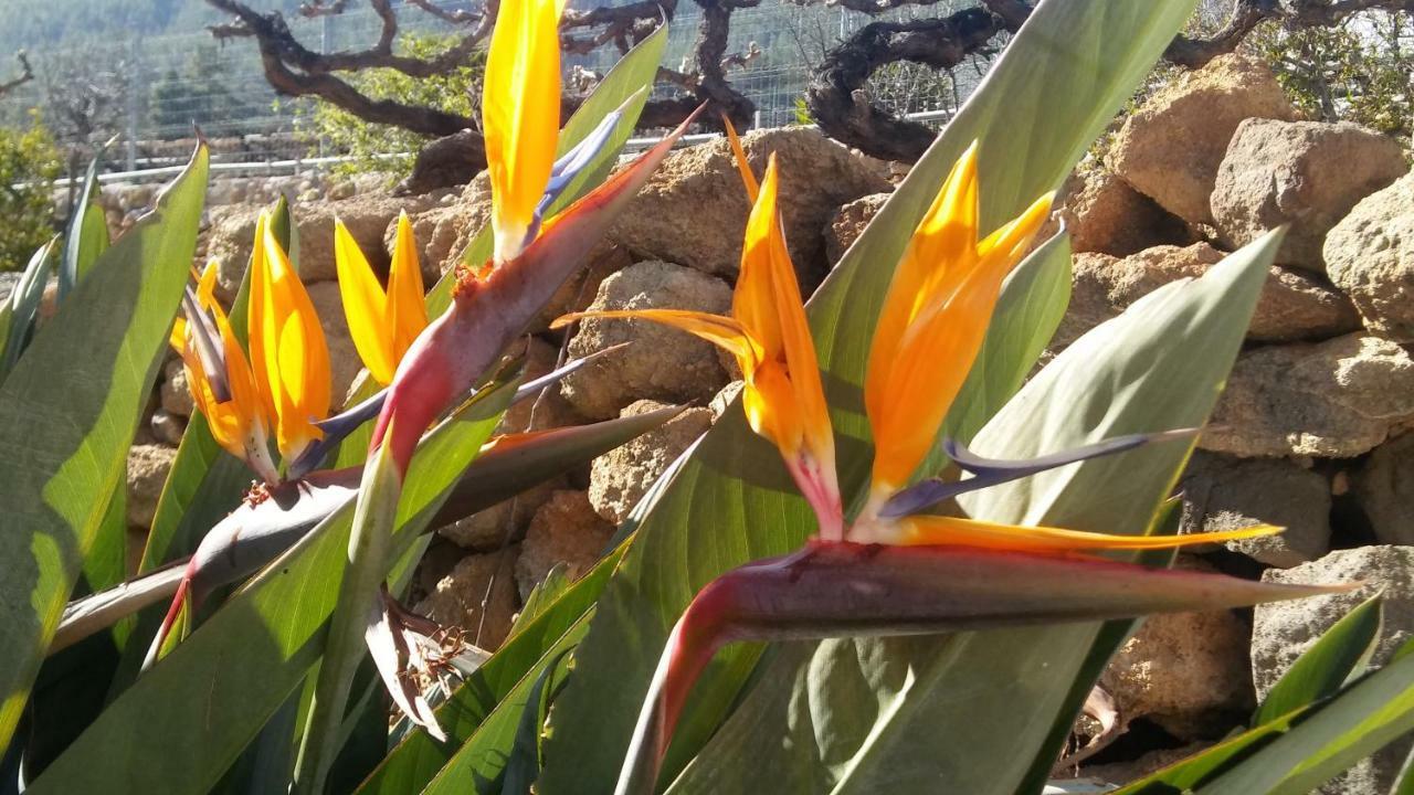 Finca Dulce Maikel Granadilla De Abona Εξωτερικό φωτογραφία